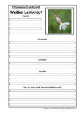 Pflanzensteckbrief-Weißes-Leimkraut.pdf